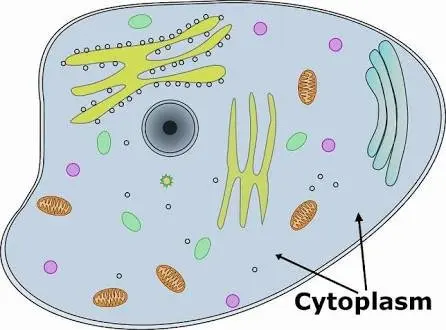 viscous fluid that fills the cell and contains organelles
