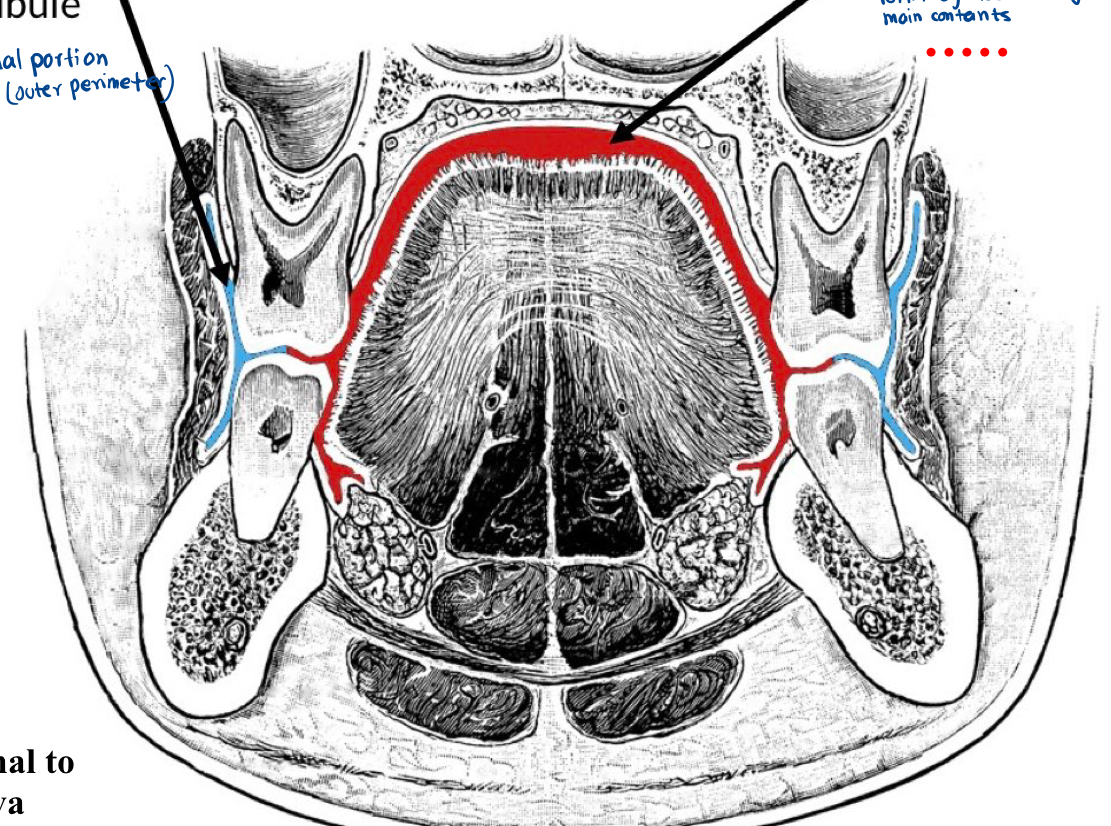 <p>What is the red structure labeled in the provided images?</p>