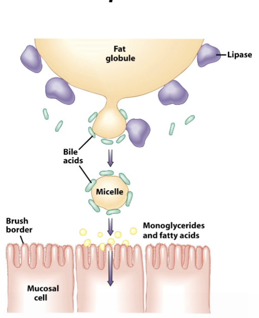 <ul><li><p>FAs don’t mix well w/ water </p></li><li><p>bile = emulsifier </p></li><li><p>micelles formed </p><ul><li><p>transport lipid digestion products into enterocytes </p></li></ul></li></ul><p></p>