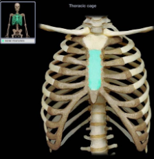 middle portion of the sternum