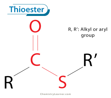 <p><span>an organic compound that is similar in structure to an ester, but with a sulfur atom replacing the single-bonded oxygen atom</span></p>