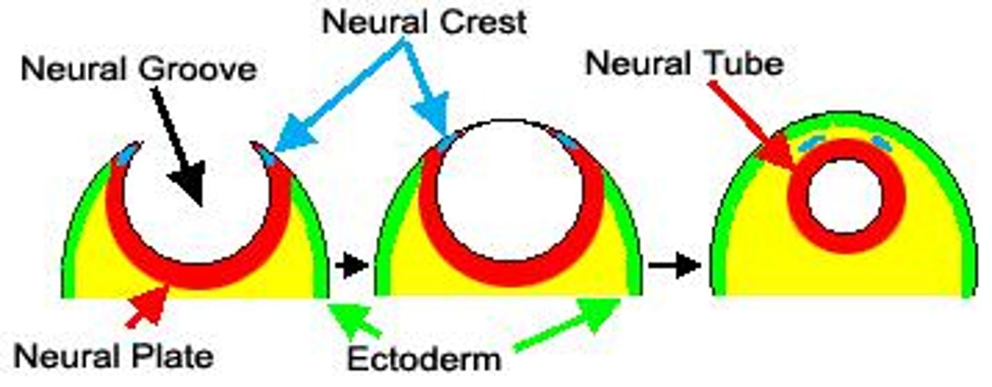 <p>Abnormal maturation of fetal neural crest cells, most commonly in the adrenal medulla.</p>