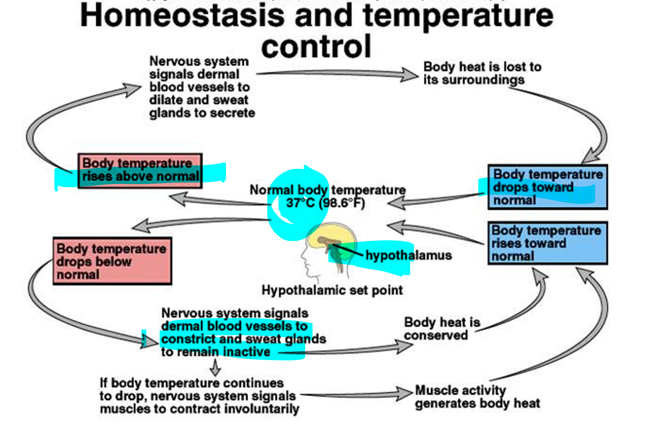 <p>Homeostasis</p>