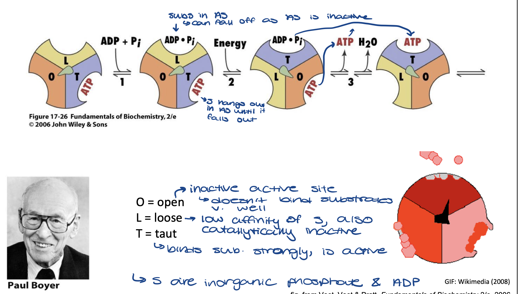 <ul><li><p>substrates (ADP and Pi) bind to loose active site. Taut active site still has ATP product from last reaction</p></li><li><p>energy is added and spindle rotates so the substrates are now in the Taut active site and reaction occurs. </p></li><li><p>old ATP leaves moves to the open active site and leaves soon, a dehydration reaction occurs</p></li><li><p>new ATP is in the Taut active site until next reaction occurs and then it will move to the loose active site</p></li></ul>