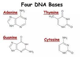 * adenine
* thymine
* cytosine
* guanine