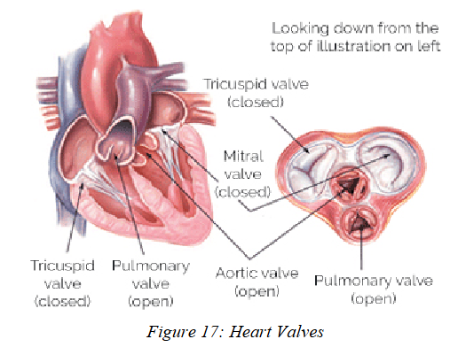 <p>Prevent backflow of blood</p><ul><li><p>each valve has flaps of fibrous c.t. called <strong>cusps</strong></p></li></ul><p></p><ol><li><p><strong>Atrioventricular (AV) Valves</strong> – between atria and ventricles</p><ul><li><p>Mammals: attached via <strong>Chordae Tendineae</strong> to <strong>Papillary Muscles</strong></p></li></ul></li><li><p><strong>Semilunar Valves</strong> – at exits of ventricles</p><ul><li><p>Prevent backflow from <strong>aorta</strong> and <strong>pulmonary trunk</strong></p></li></ul></li></ol><p></p>