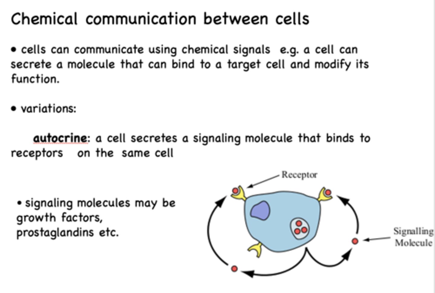 <p>Autocrine signaling</p>