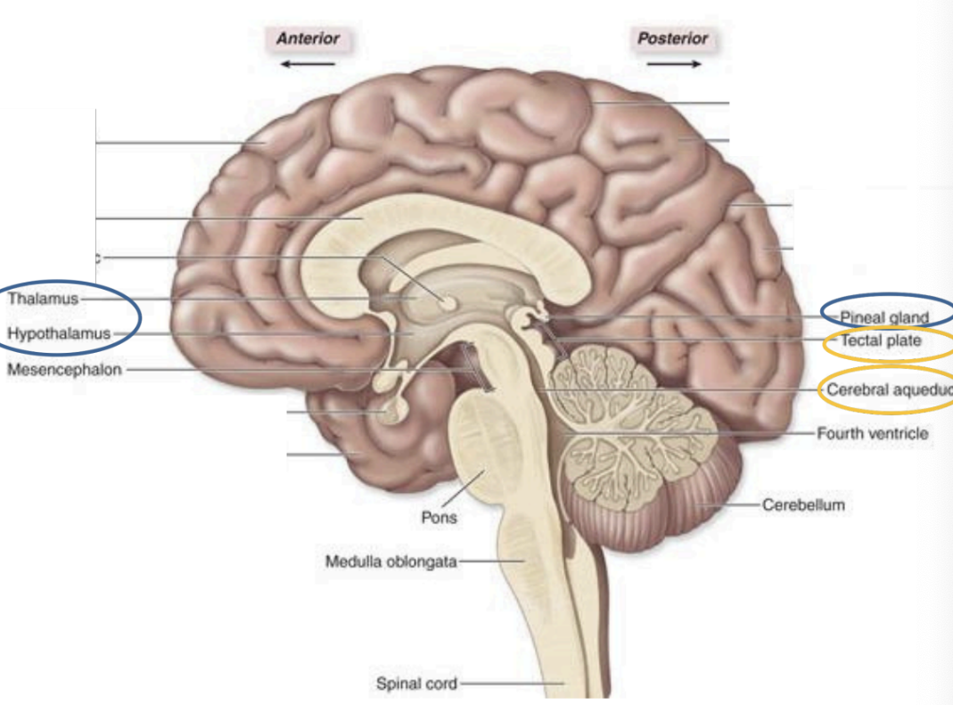 <ol><li><p><strong><u>D</u>iencephalon</strong> → forms the…</p><ol><li><p>Epithalamus</p></li><li><p>Thalamus,</p></li><li><p>Hypothalamus,</p></li><li><p>pineal gland</p></li></ol></li></ol><p></p>