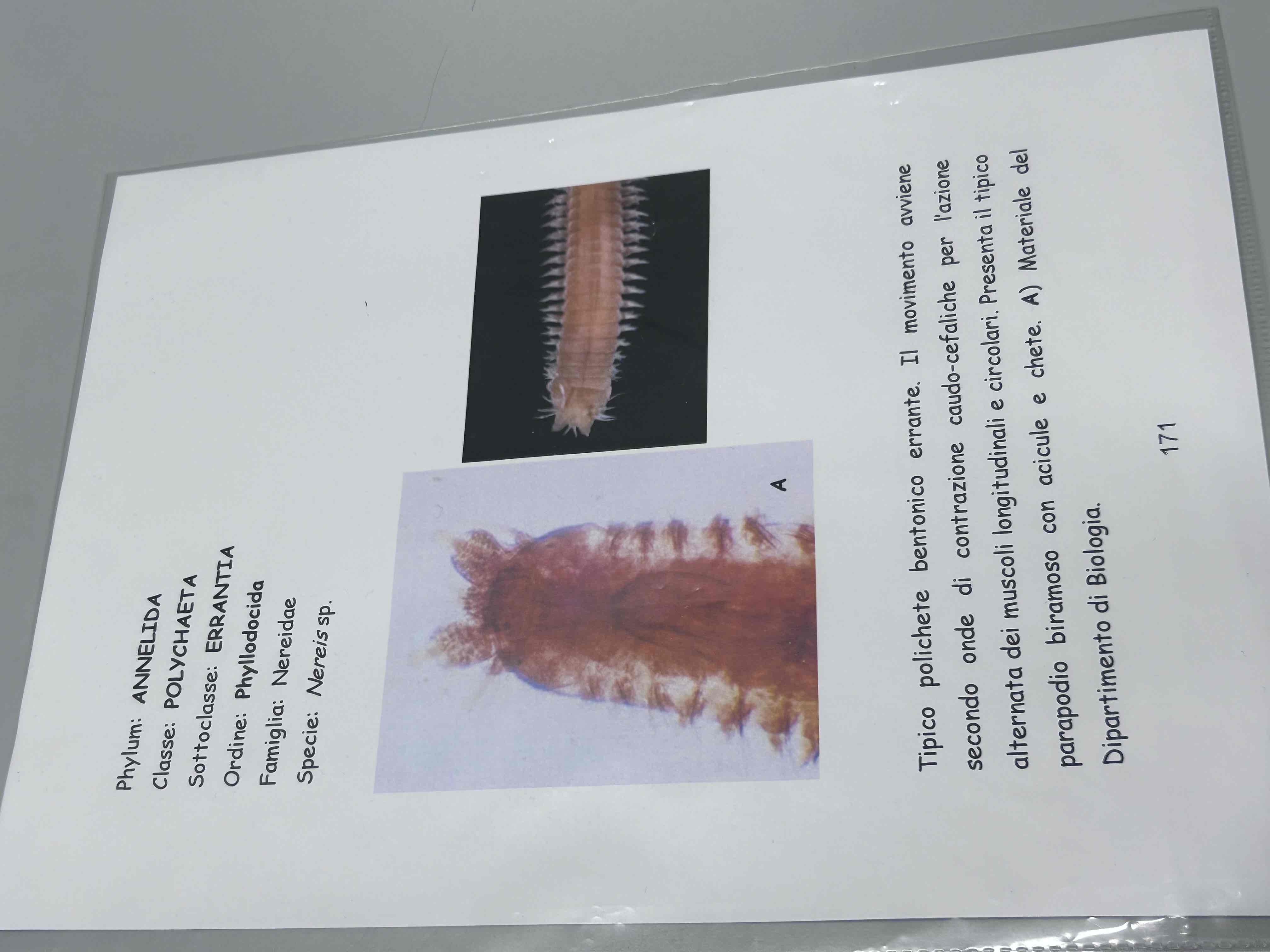 <p>Anellidi</p><p>Policheti Erranti</p><p>Nereis sp </p>