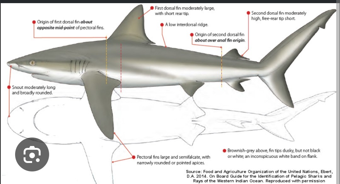 <p class="has-focus">Carcharhinidae family</p><p class="has-focus">Eats bottom fishes and cephalopods</p><p>Brownish gray on dorsal surface; white underside; trailing edge of tail is dusky, but not black</p>