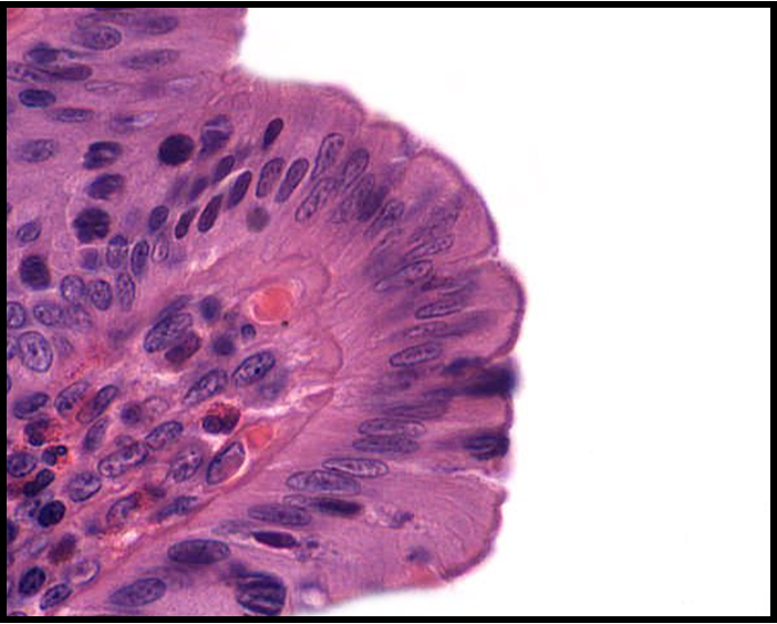 <p>Identify!</p>