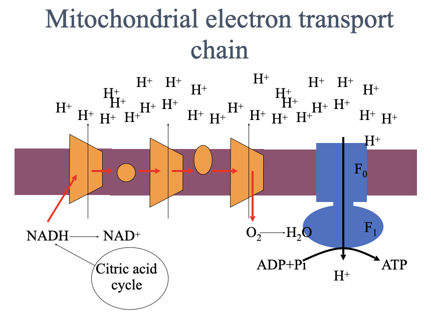 <ul><li><p class="Paragraph SCXO72853444 BCX4" style="text-align: left;"><span style="background-color: inherit; line-height: 19.55px;"><span>Matrix</span></span><span style="line-height: 19.55px;"><span> </span></span></p><ul><li><p class="Paragraph SCXO72853444 BCX4" style="text-align: left;"><span style="background-color: inherit; line-height: 19.55px;"><span>Enzymes of citric acid cycle</span></span><span style="line-height: 19.55px;"><span> </span></span></p></li><li><p class="Paragraph SCXO72853444 BCX4" style="text-align: left;"><span style="background-color: inherit; line-height: 19.55px;"><span>Mitochondrial DNA</span></span><span style="line-height: 19.55px;"><span> </span></span></p></li><li><p class="Paragraph SCXO72853444 BCX4" style="text-align: left;"><span style="background-color: inherit; line-height: 19.55px;"><span>etc</span></span><span style="line-height: 19.55px;"><span> </span></span></p></li></ul></li><li><p class="Paragraph SCXO72853444 BCX4" style="text-align: left;"><span style="background-color: inherit; line-height: 19.55px;"><span>Inner membrane</span></span><span style="line-height: 19.55px;"><span> </span></span></p><ul><li><p class="Paragraph SCXO72853444 BCX4" style="text-align: left;"><span style="background-color: inherit; line-height: 19.55px;"><span>Electron transfer proteins</span></span><span style="line-height: 19.55px;"><span> </span></span></p></li><li><p class="Paragraph SCXO72853444 BCX4" style="text-align: left;"><span style="background-color: inherit; line-height: 19.55px;"><span>ATP synthase</span></span><span style="line-height: 19.55px;"><span> </span></span></p></li><li><p class="Paragraph SCXO72853444 BCX4" style="text-align: left;"><span style="background-color: inherit; line-height: 19.55px;"><span>Transport proteins</span></span><span style="line-height: 19.55px;"><span> </span></span></p></li></ul></li><li><p class="Paragraph SCXO72853444 BCX4" style="text-align: left;"><span style="background-color: inherit; line-height: 19.55px;"><span>Outer membrane</span></span><span style="line-height: 19.55px;"><span> </span></span></p><ul><li><p class="Paragraph SCXO72853444 BCX4" style="text-align: left;"><span style="background-color: inherit; line-height: 19.55px;"><span>Has large pores</span></span><span style="line-height: 19.55px;"><span> </span></span></p></li><li><p class="Paragraph SCXO72853444 BCX4" style="text-align: left;"><span style="background-color: inherit; line-height: 19.55px;"><span>Lipid synthesis</span></span><span style="line-height: 19.55px;"><span> </span></span></p></li><li><p class="Paragraph SCXO72853444 BCX4" style="text-align: left;"><span style="background-color: inherit; line-height: 19.55px;"><span>Conversion of lipid substrates into forms that can be metabolised in the matrix</span></span><span style="line-height: 19.55px;"><span> </span></span></p></li></ul></li><li><p class="Paragraph SCXO72853444 BCX4" style="text-align: left;"><span style="background-color: inherit; line-height: 19.55px;"><span>Intermembrane space</span></span><span style="line-height: 19.55px;"><span> </span></span></p><ul><li><p class="Paragraph SCXO72853444 BCX4" style="text-align: left;"><span style="background-color: inherit; line-height: 19.55px;"><span>Several enzymes that use ATP passing out of the matrix phosphorylate other nucleotides</span></span><span style="line-height: 19.55px;"><span> </span></span></p></li></ul></li><li><p class="Paragraph SCXO72853444 BCX4" style="text-align: left;"><span style="background-color: inherit; line-height: 19.55px;"><span>Cristae</span></span><span style="line-height: 19.55px;"><span> </span></span></p></li></ul><p></p>