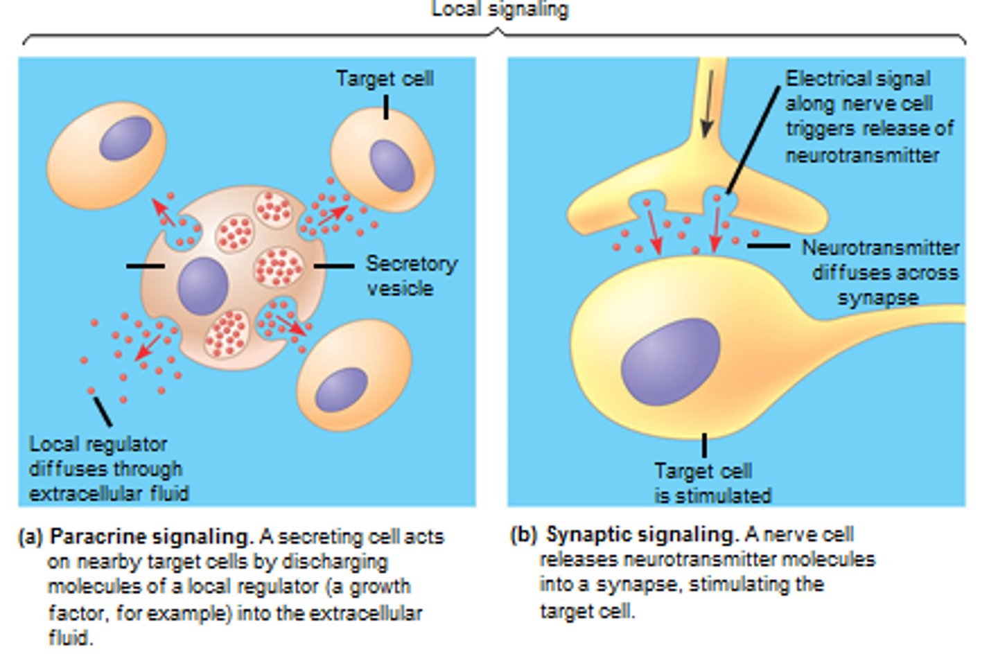 <p>A secreted molecule that influences cells near where it is secreted. Used in paracrine and synaptic signaling.</p>