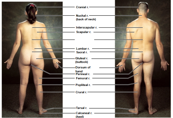 <p>Based on this posterior view, what is this region?</p>