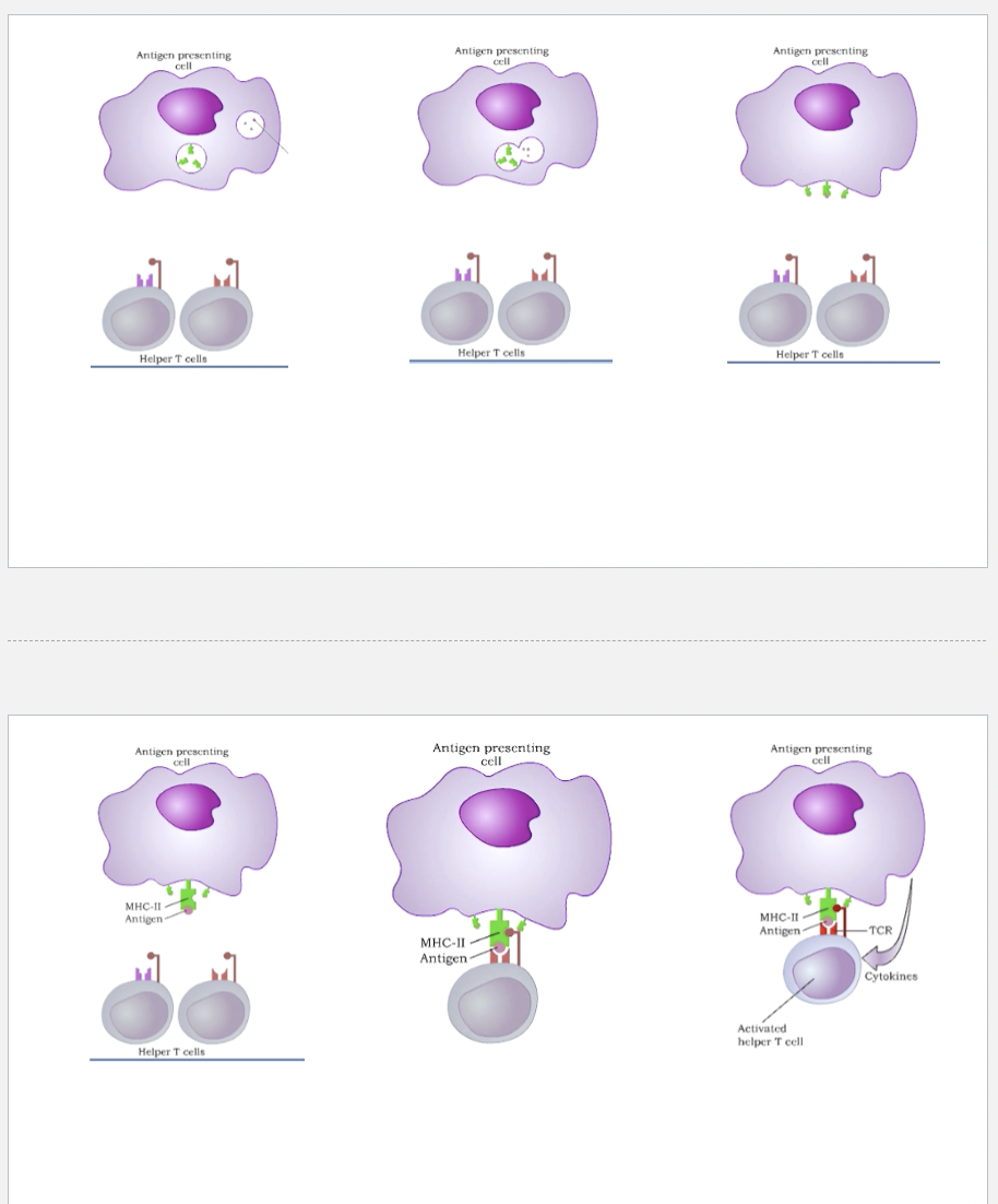 <p>3rd step of <span>Cell Mediated Immunity</span></p>