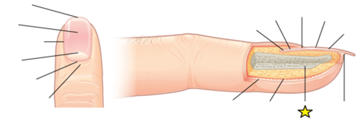 <p>Finger bone</p>
