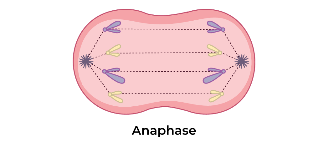 <p>In <strong>anaphase</strong>, the chromatids are <strong>pulled apart </strong>as spindle fibres <strong>contract</strong>, separating each chromosome and drawing them towards <strong>opposite</strong> poles of the cell.</p>