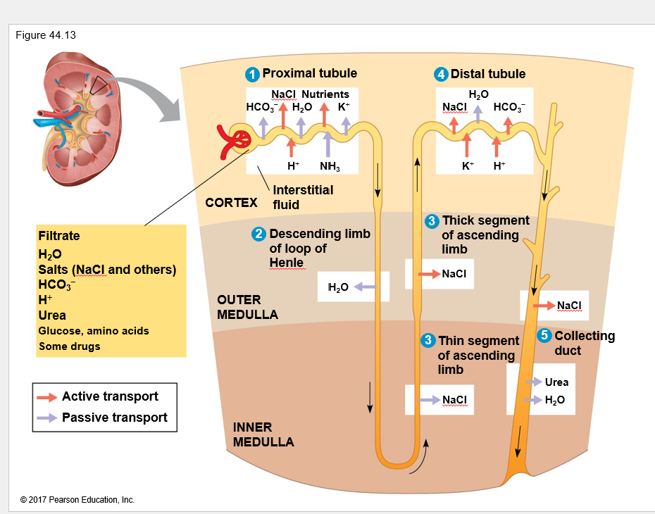 <p>What happens in the <strong>proximal tubule</strong>?</p>