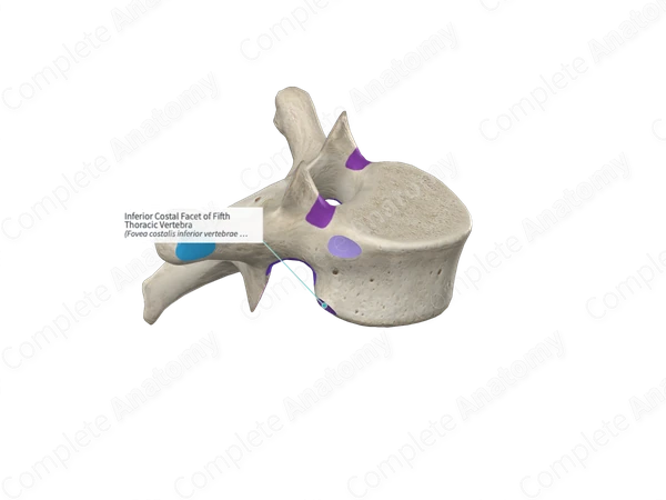 <p>provide attachment points for ligaments and muscles to help stabilize the thoracic vertebrae and allow rib movement during respiration </p>