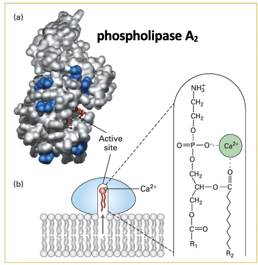<p>structure - lipid-binding rim of positively charged arginine and lysine residues surrounds the catalytic active site cavity </p><p>catalysis - positively charged binding site rim residues bind to negatively charged polar groups at membrane surface </p><ul><li><p>small conformational change opens a channel to catalytic site lined with hydrophobic AAs</p></li><li><p>phospholipid moves from the membrane leaflet into the channel </p></li><li><p>enzyme-bound Ca ion binds the lipid head group, positions ester bond to be cleaved int he catalytic site </p></li></ul><p></p>