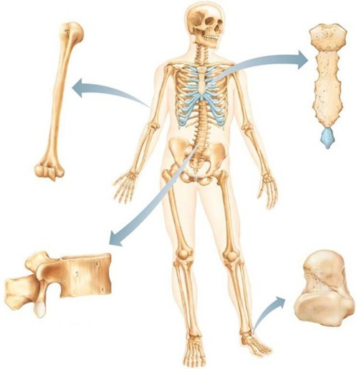 <p>Includes bones of the upper and lower limbs and girdles attaching limbs to the axial skeleton.</p>