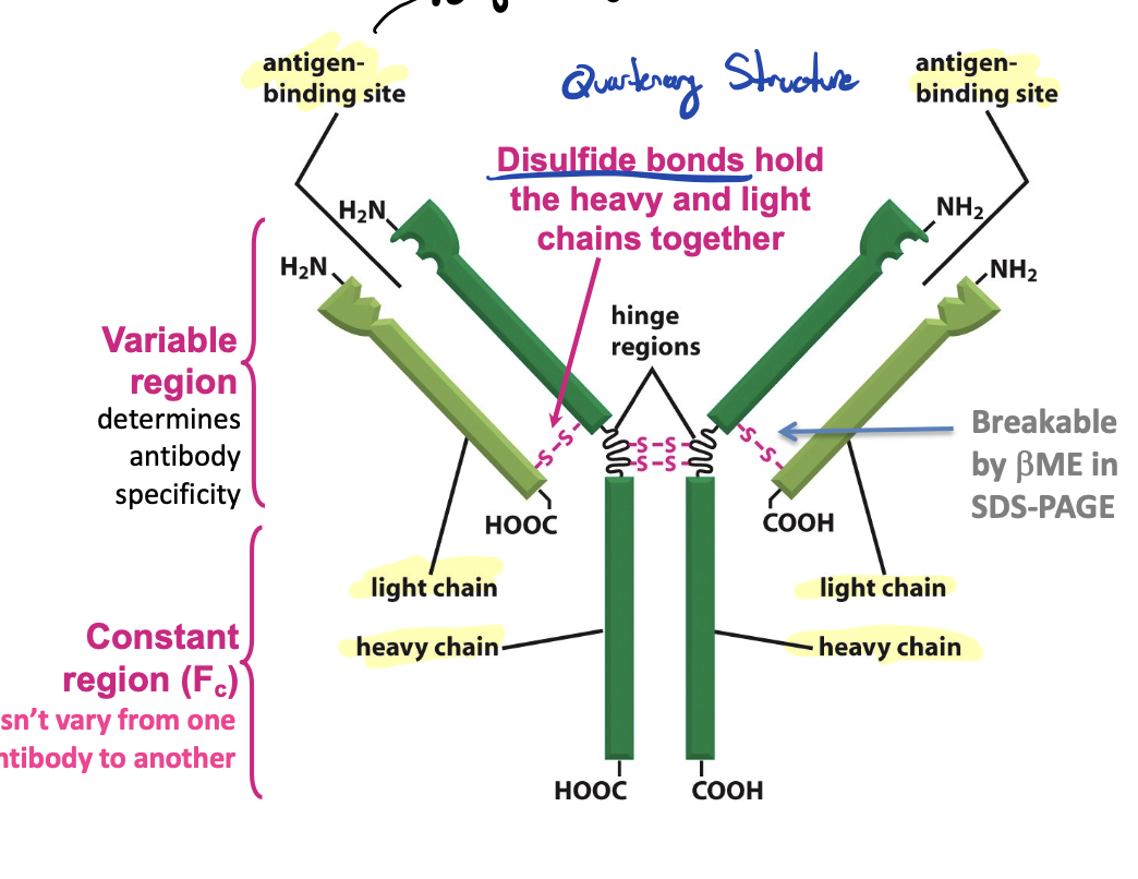 <p>proteins produced by the body's immune system to help neutralize or eliminate foreign invaders like bacteria and viruses</p><ul><li><p>two identical heavy chains and two identical light chains</p></li><li><p>two identical antigen-binding sites</p></li><li><p>disulfide bonds hold the heavy and light chains together</p></li></ul><p></p>