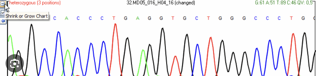 <p>a plot of DNA fragment sizes, typically used for genotyping such as DNA sequencing</p>