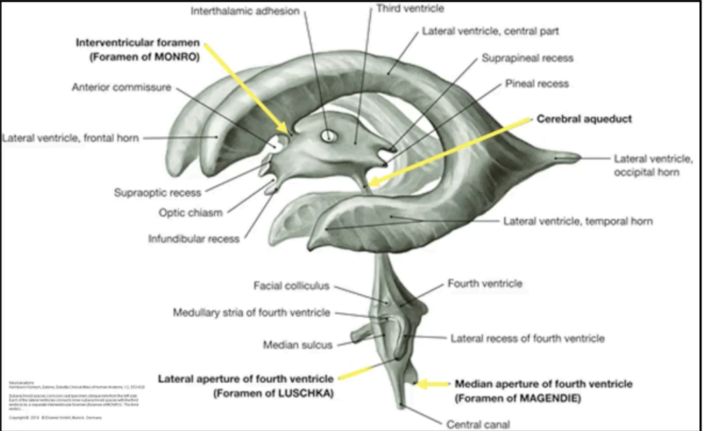 <p><strong>Ventricular system composition:</strong> Paired lateral ventricles with frontal anterior horn, central part, occipital posterior horn, and temporal inferior horn</p>