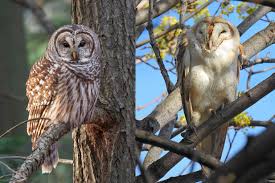 <p>Owls</p>