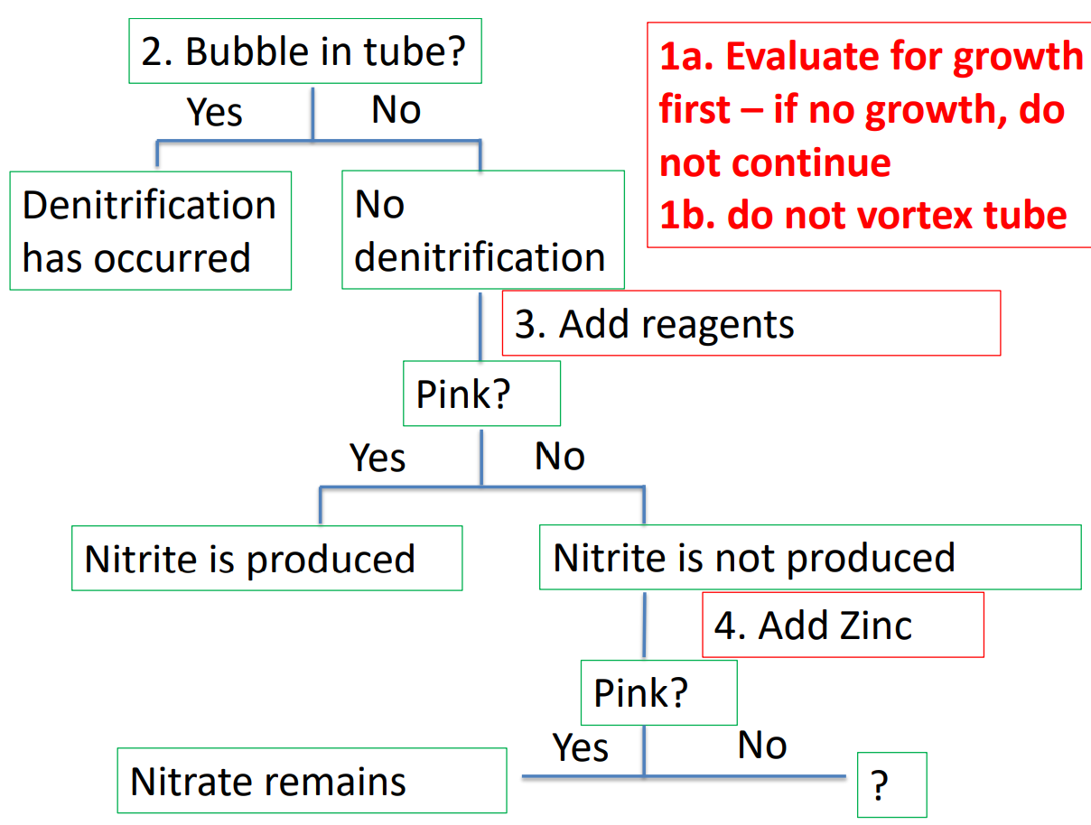 <ol><li><p>see if it grew or not, vortexing is bad because it can falsely look like denitrification as it may form a gas bubble in durham tube</p></li><li><p>if yes then the organism reduced nitrate (NO3-) to N2 gas, and if no then there could still possibly be partial nitrate reduction</p></li><li><p>with reagent added if it turns pink (positive result) then nitrite was produced and nitrate was reduced to nitrite, and if no color change keep testing </p></li><li><p>zinc added and if turns pink (negative test) then nitrate remains so no reduction occurred, but if theres no pink after zinc then nitrate was fully reduced (positive) so nitrate was reduced beyond nitrite but not to gas </p></li></ol><p></p>