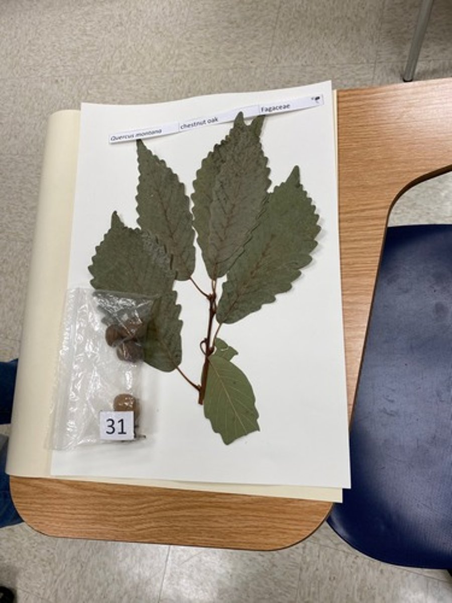 <p>Quercus montana (Fagaceae)</p>