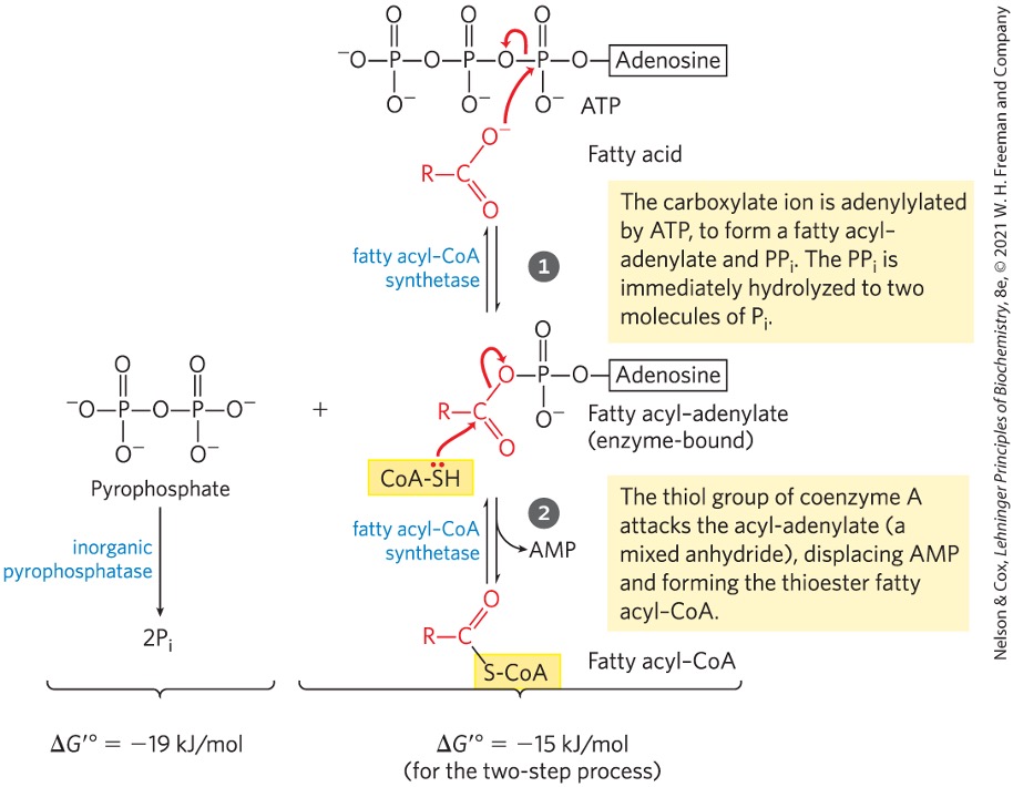 <ul><li><p>fatty acyl CoA synthetase </p></li></ul><p></p>