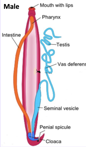 male nematoda