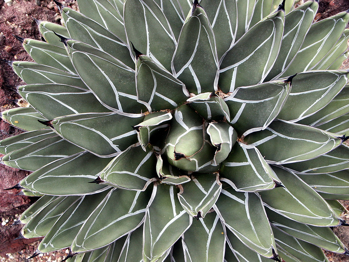 <p>agavceae</p>