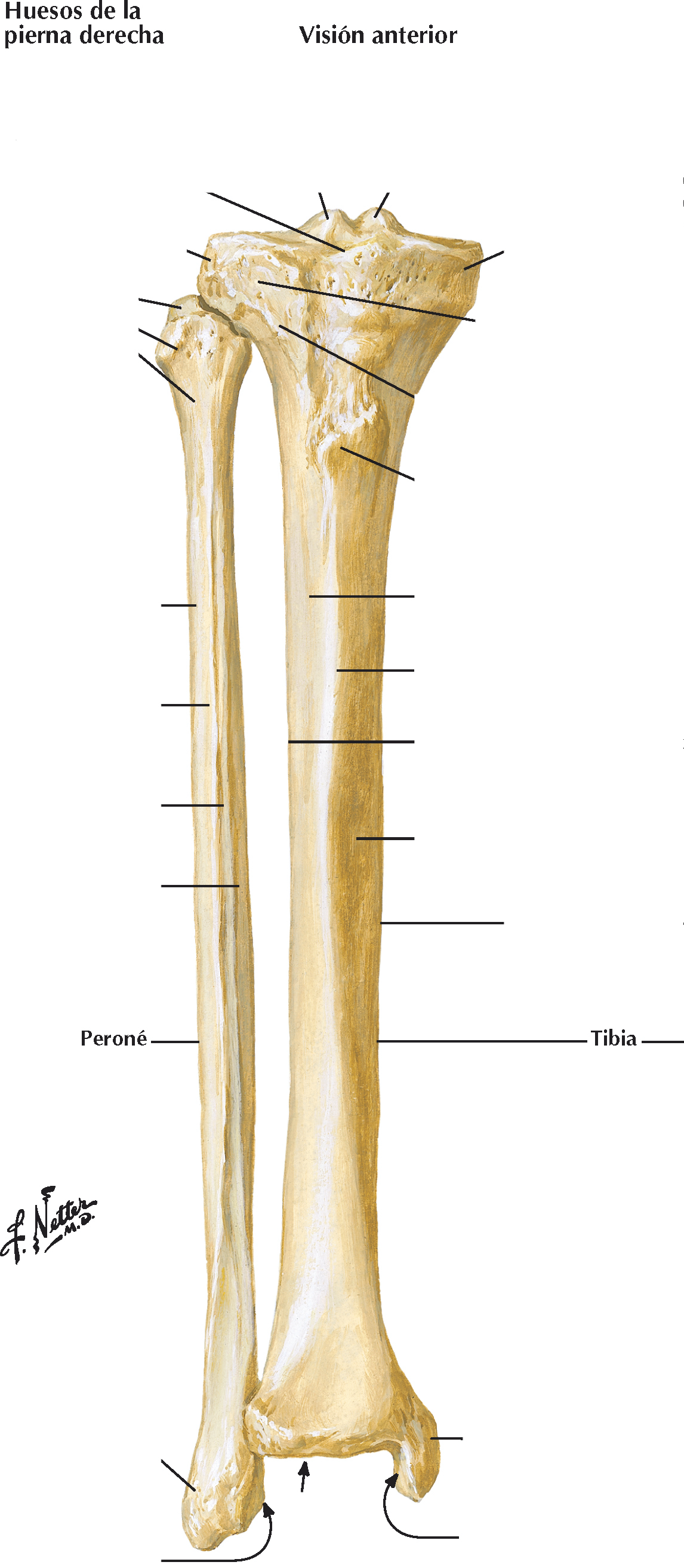 <ol><li><p>El extremo proximal se ensancha para formar los cóndilos medial y lateral</p></li></ol>