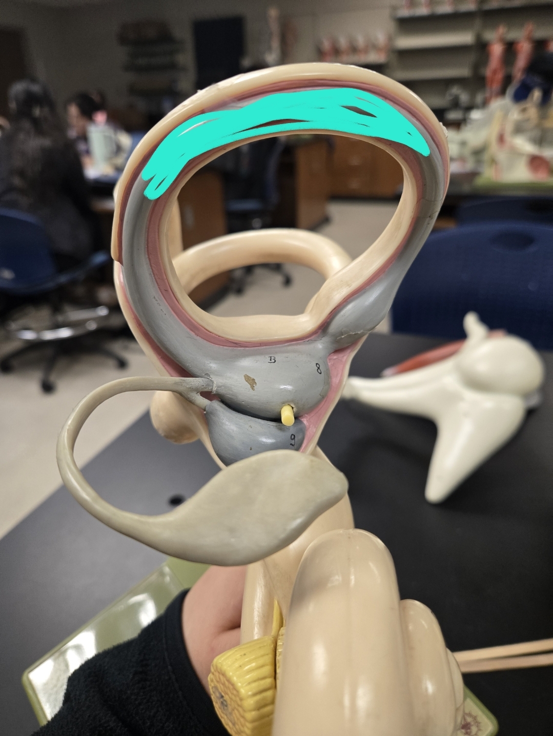 <p>Inner ear </p>