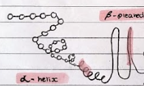 <ul><li><p>An ALPHA HELIX forms because hydrogen bonds form between every fourth peptide bond. -The BETA-PLEATED SHEET forms when the protein folds so that two parts of the polypeptide chain are parallel to each other, enabling hydrogen bonds to form between the parallel peptide bonds.</p></li></ul><p>These hydrogen bonds can be broken by high temperatures and extreme pH.</p>