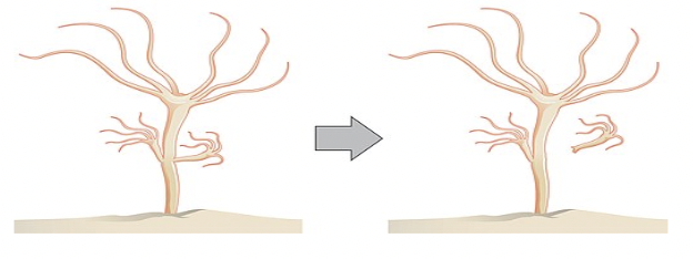 <ul><li><p><span style="background-color: transparent; font-family: "Proxima Nova", sans-serif;"><span>Mitosis</span></span></p></li><li><p><span style="background-color: transparent; font-family: "Proxima Nova", sans-serif;"><span>Produces exact copies</span></span></p></li><li><p><span style="background-color: transparent; font-family: "Proxima Nova", sans-serif;"><span>Single-celled eukaryotes</span></span></p></li><li><p><span style="background-color: transparent; font-family: "Proxima Nova", sans-serif;"><span>Simple multicellular eukaryotes, the example below is a simple animal&nbsp; animal&nbsp;</span><em><span>Hydra species.</span></em><span> It clones itself by budding.</span></span></p></li></ul><p></p>