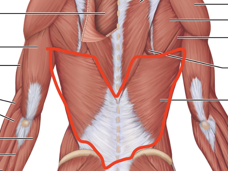 <p>Latissimus Dorsi- A</p>