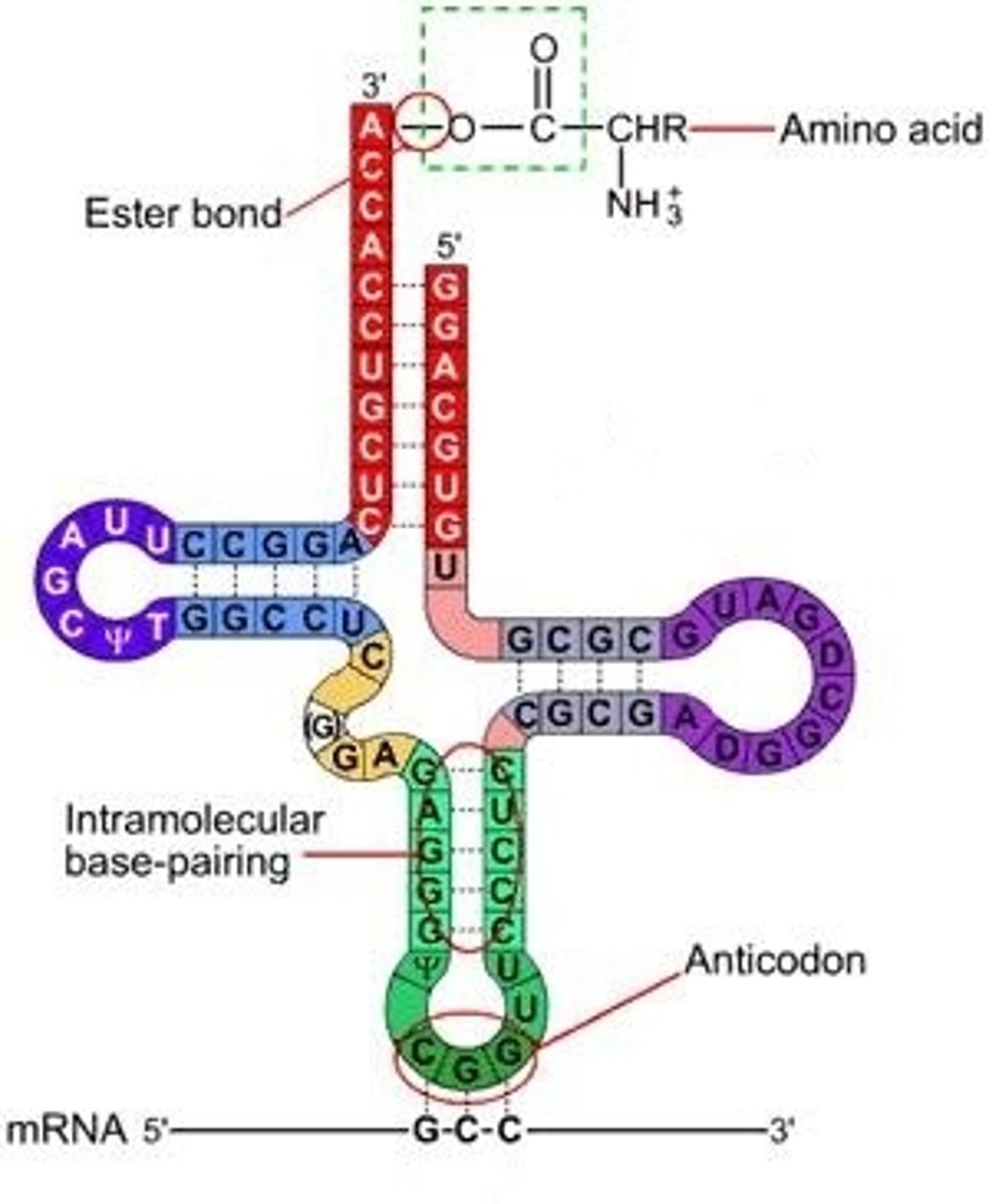 <p>Matches codon in mRNA w/ proper amino acid, has anticodon at one end and amino acid attachment site at the other (3')</p><p>Each tRNA has a distinctive shape that can be recognized by aminoacyl tRNA synthetase (activating enzyme), that attaches the correct AA to tRNA</p>