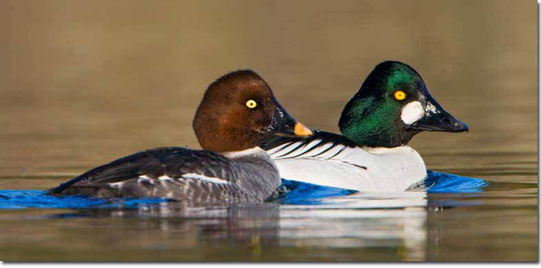 <p>Common name:</p><p>Genus and species:</p><p>Family:</p><p>Order:</p><p>Alpha Code</p>