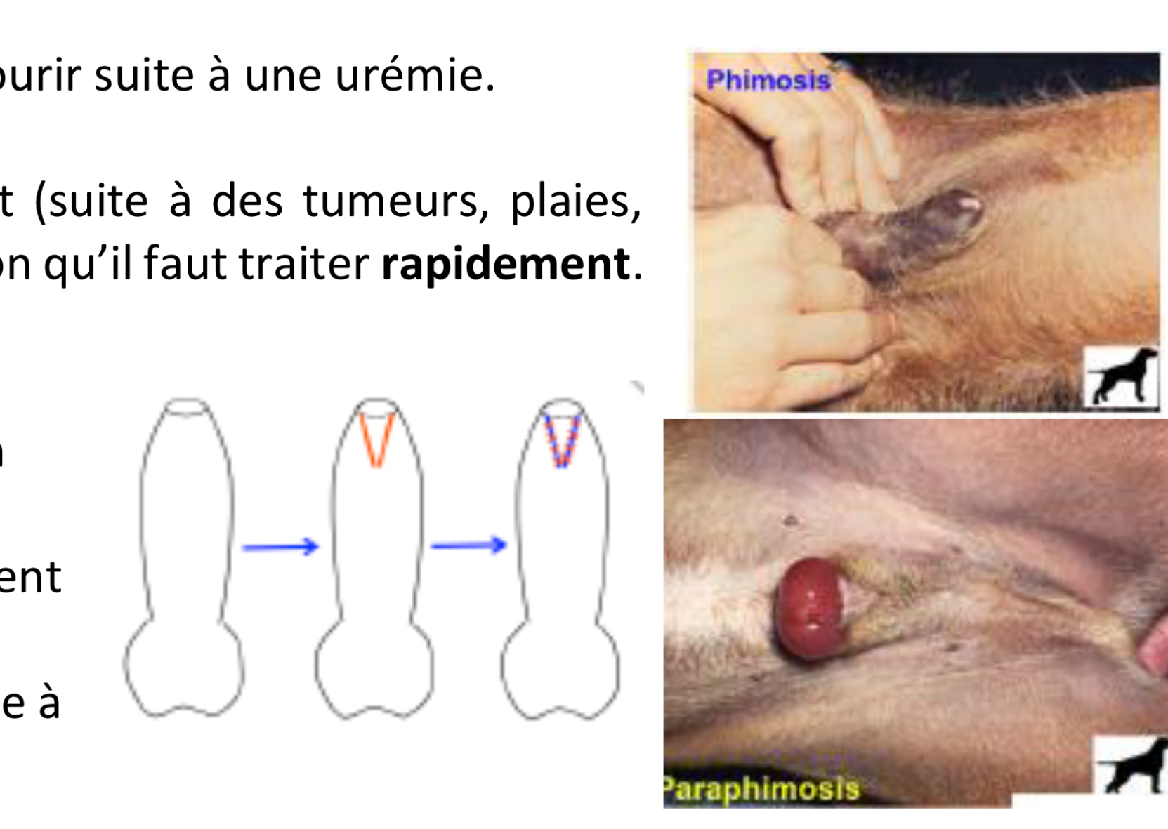 <p>1.<strong> </strong>Absence de dvpmt</p><p>Fourreau pas formé, le pénis est en dehors en permanence (blessures, dessications…) → soit reconstruction soit</p><p>ablation du pénis.</p><p>2.<strong> </strong>Imperforation du prépuce</p><p>Miction impossible. Si on ne le détecte pas vite l’animal peut mourir suite à une urémie.</p><p>3.<strong> </strong>Phimosis</p><p>Le pénis ne peut pas sortir, l’orifice du fourreau est trop petit (suite à des tumeurs, plaies,</p><p>adhérence). La miction a lieu dans la cavité préputiale → inflammation qu’il faut traiter rapidement.</p><p>4.<strong> </strong>Paraphimosis</p><p>- Pénis est dehors, il ne peut pas rentrer.</p><p>5.<strong> </strong>Persistance du frein préputial</p><p>= Bande fibreuse qui rejoint le pénis au prépuce. Si ce frein persiste → pas d’érection.</p><p></p>