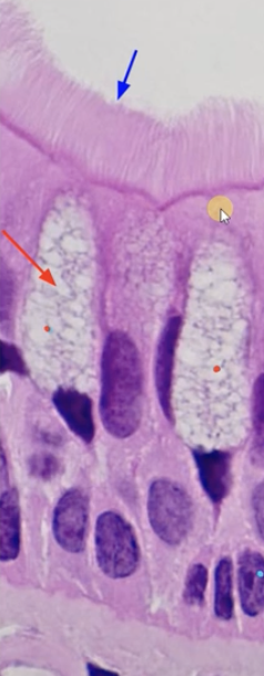 <p>Ci-l-i-um/Ci-l-ia(blue arrow)</p>