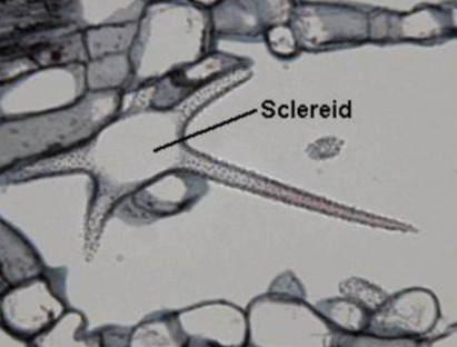 <p>Specialized Sclerenchyma</p><ul><li><p>Living or dead</p></li><li><p>No further growth</p></li><li><p>Support, Strength, Defense</p></li><li><p>Relatively short</p></li></ul><p></p>