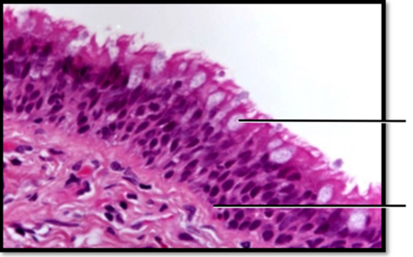 <p>Name this tissues function</p>