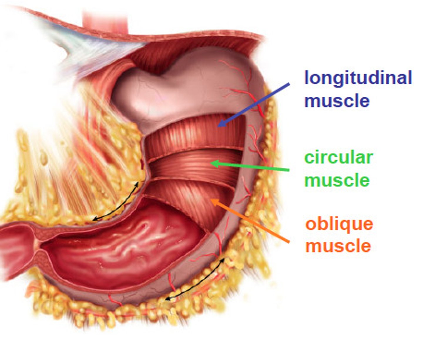 <p>[Superficial to Deep]<br><br>(1) Longitudinal<br>(2) Circular<br>(3) Oblique</p>
