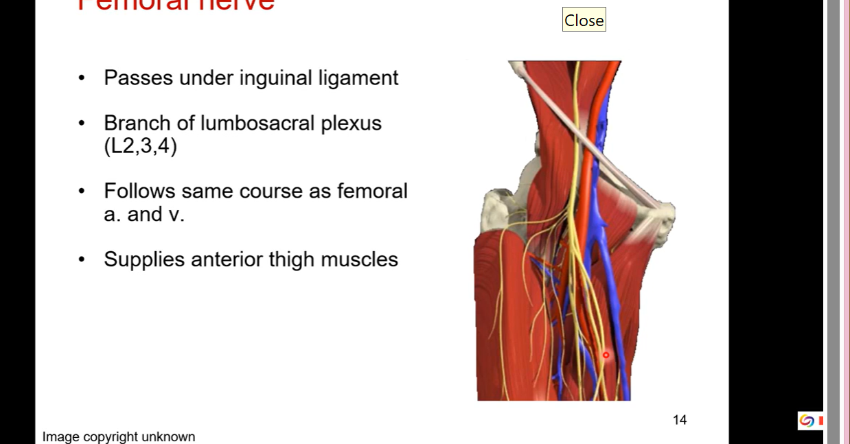 <p></p><ul><li><p>passes under inguinal ligament</p></li><li><p>starts from branch of lumbosacral plexus (L2,3,4)</p></li><li><p>Follows same course as femoral artery and veins</p></li><li><p>supplies anterior thigh muscles</p></li></ul><p></p>