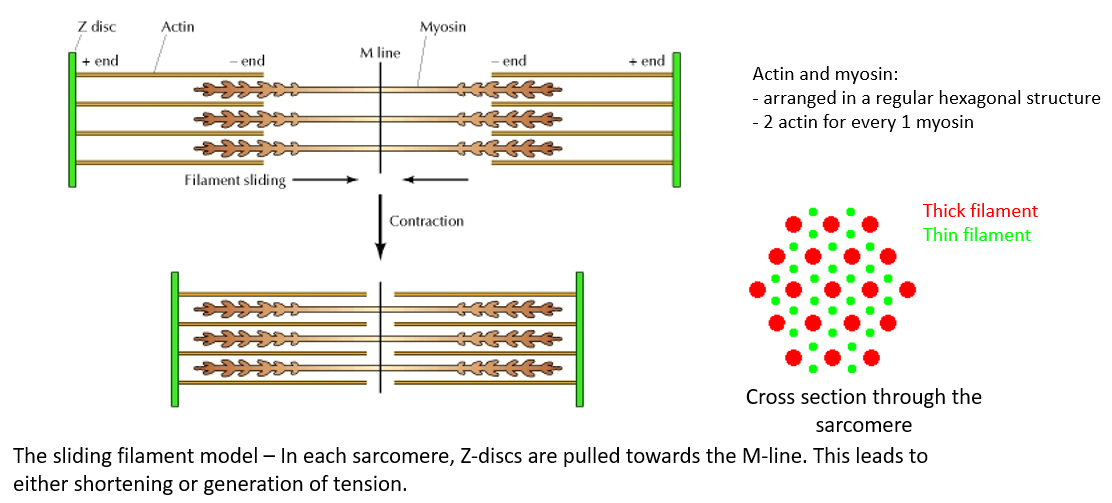 <p>The region between two Z discs in myofibril</p><p>The sarcomere is the basic fucntional unit of a muscle fibre </p><ul><li><p>actin filaments alternating with myosin filaments which attach to a separate structure (the M line) </p></li><li><p>myosin heads directly attach to the actin filaments </p></li></ul><p></p>