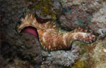 <p>Name one or more traits you can observe to distinguish the identity of Platyhelminthes</p>