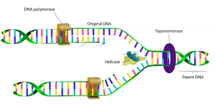 <p>1# Step of Replication: <mark data-color="yellow">Helicase</mark></p>